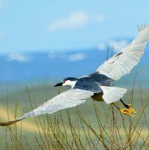 Black-crowned Night-Heron | Walden, Colorado | June, 2017