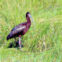 Glossy Ibis | Bosque del Apache | May, 2017
