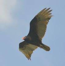 Turkey Vulture | Bosque del Apache | May, 2017