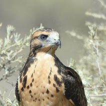 Swainson’s Hawk – Juvenile | Estancia, N.M. | August, 2017