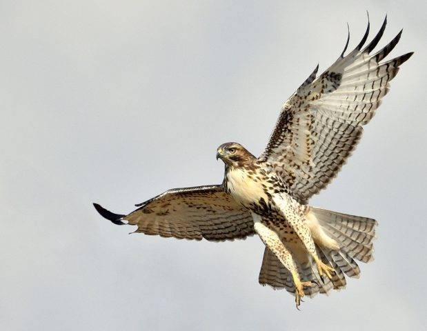 Red-tailed Hawk – Juvenile | Estancia, N.M. | Sept., 2017