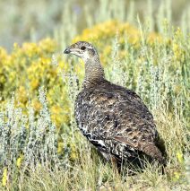 Greater Sage Grouse | Walden, Colorado | August, 2017