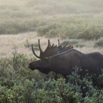 Moose – Bull | Walden, Colorado |August, 2016