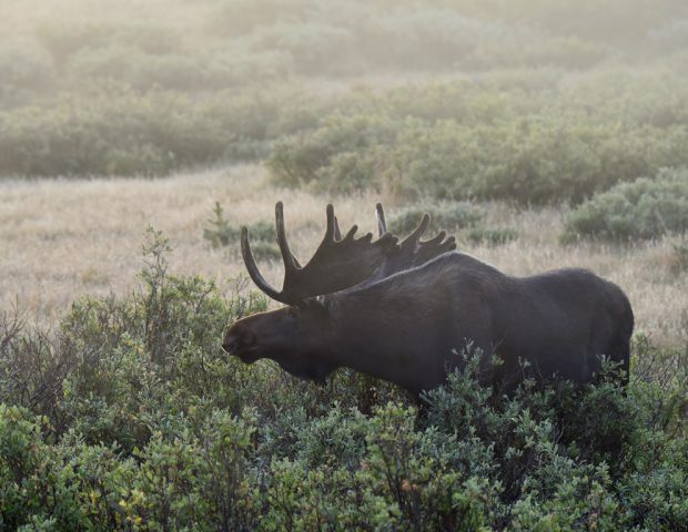 Moose – Bull | Walden, Colorado |August, 2016
