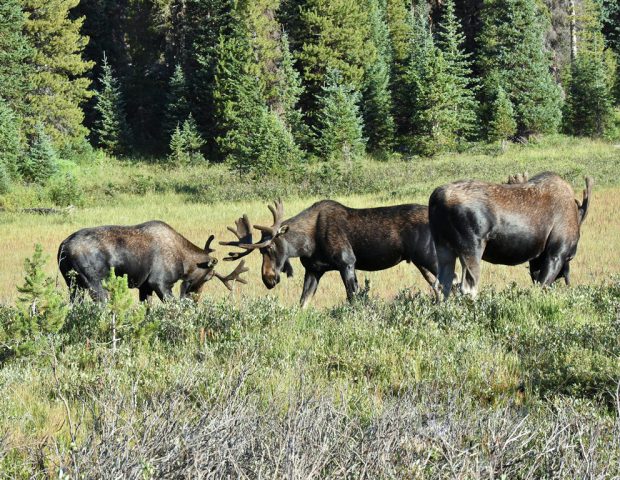 Moose – Bulls | Walden,Colorado | August, 2016