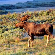 Moose – Bull | Walden, Colorado | August, 2016