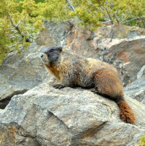 Marmot – Yellow-bellied | Georgetown, Colorado | June, 2017