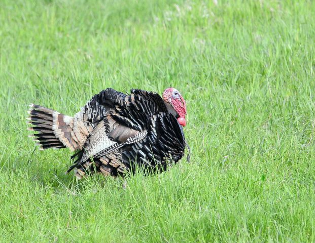 Wild Turkey – Gobbler | Sheridan, Wyoming | May, 2015