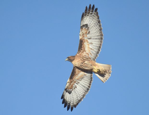 Red-tailed Hawk – Adult | Estancia, New Mexico |  October, 2017