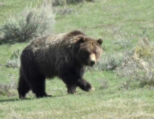 Grizzly Bear | Yellowstone Nat. Park | May, 2018