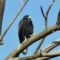 Common Black-Hawk | Lordsburg N.M. | August, 2018