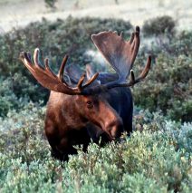 Moose – Bull | Walden, Colorado | August, 2018