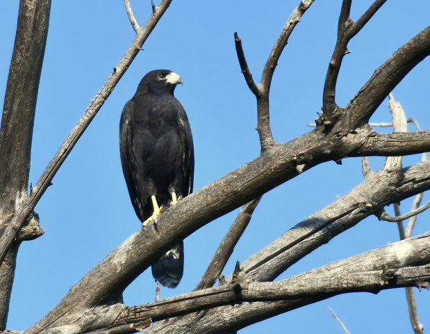 Common Black- Hawk | Lordsburg, N.M. | August, 2018