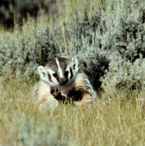American Badger | Walden, Colorado | August, 2018