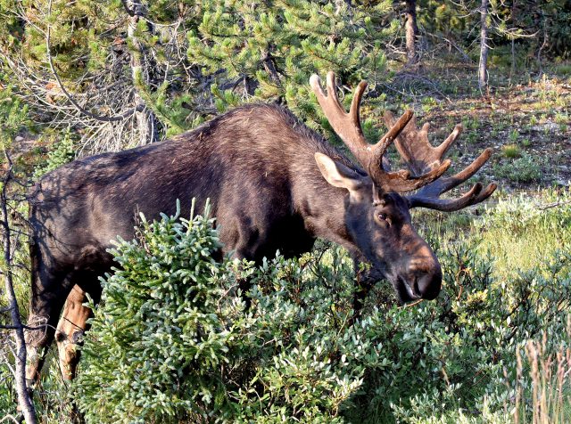 Moose – Bull | Walden, Colorado | August, 2018
