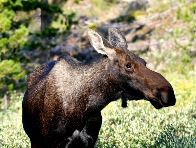 Moose – Cow | Walden, Colorado | August, 2018