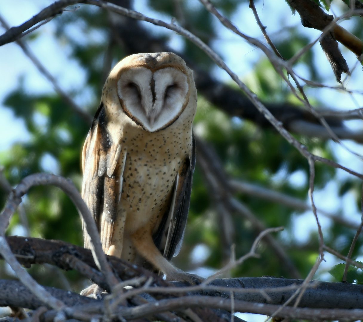 Barn Owl | Estancia, New Mexico | July, 2018