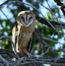 Barn Owl | Estancia, New Mexico | July, 2018