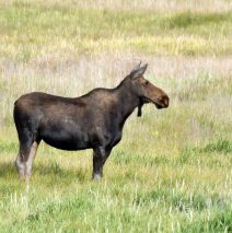 Moose – Cow | Walden, Colorado | August, 2018