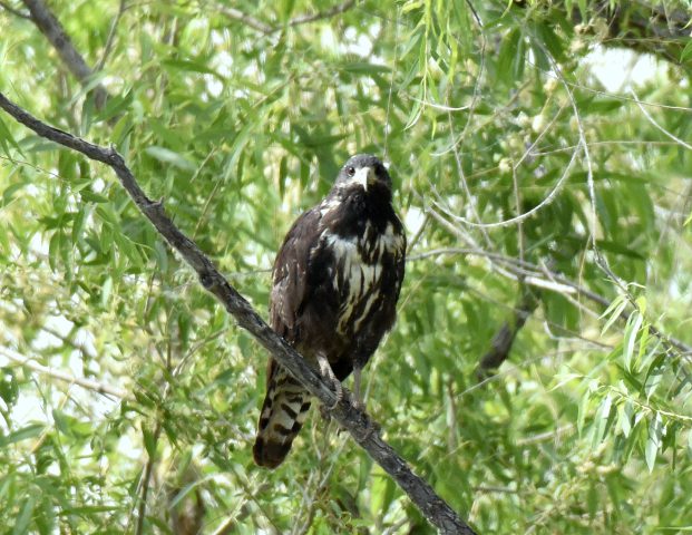 Common Black- Hawk – Juv. | Bosque del Apache | June, 2018