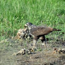 Common Black-Hawk – Juv. | Bosque del Apache | June, 2018