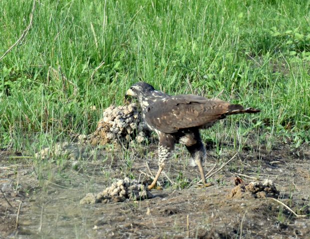 Common Black-Hawk – Juv. | Bosque del Apache | June, 2018