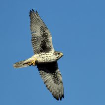 Prairie Falcon | Estancia, New Mexico | Nov. 2018