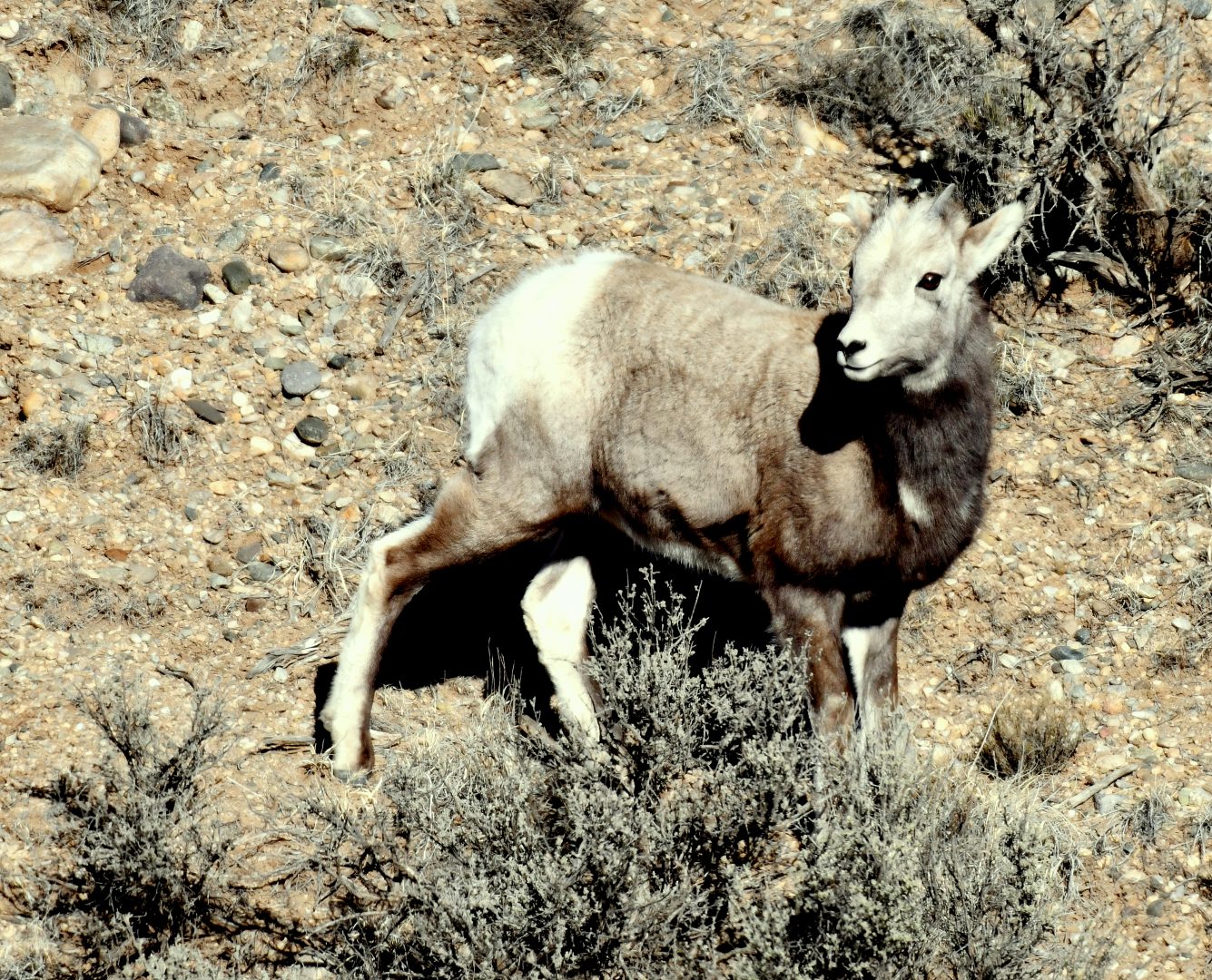 Bighorn Sheep – Juvenile | Pilar, New Mexico | Dec., 2018