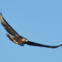 Golden Eagle | Estancia, New Mexico | February, 2019