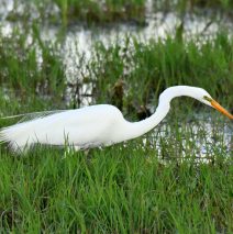 Great Egret | Bosque del Apacne | May, 2019