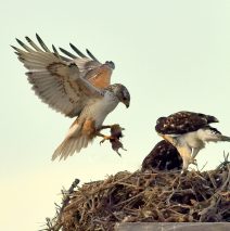 Ferruginous Hawk Nest Site | Estancia, New Mexico | June, 2019