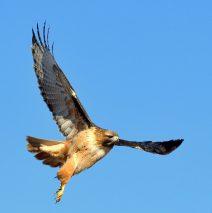 Red-tailed Hawk | Estancia, New Mexico | Feb. 2020
