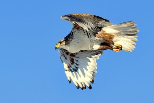 Ferruginous Hawk | Estancia, New Mexico | Feb. 2020