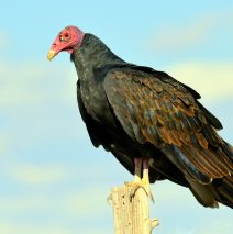 Turkey Vulture | Estancia N.M. | Sept. 2022